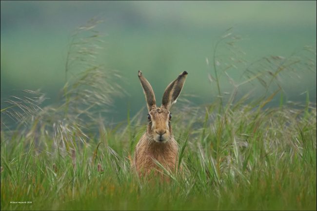 Hare Hare