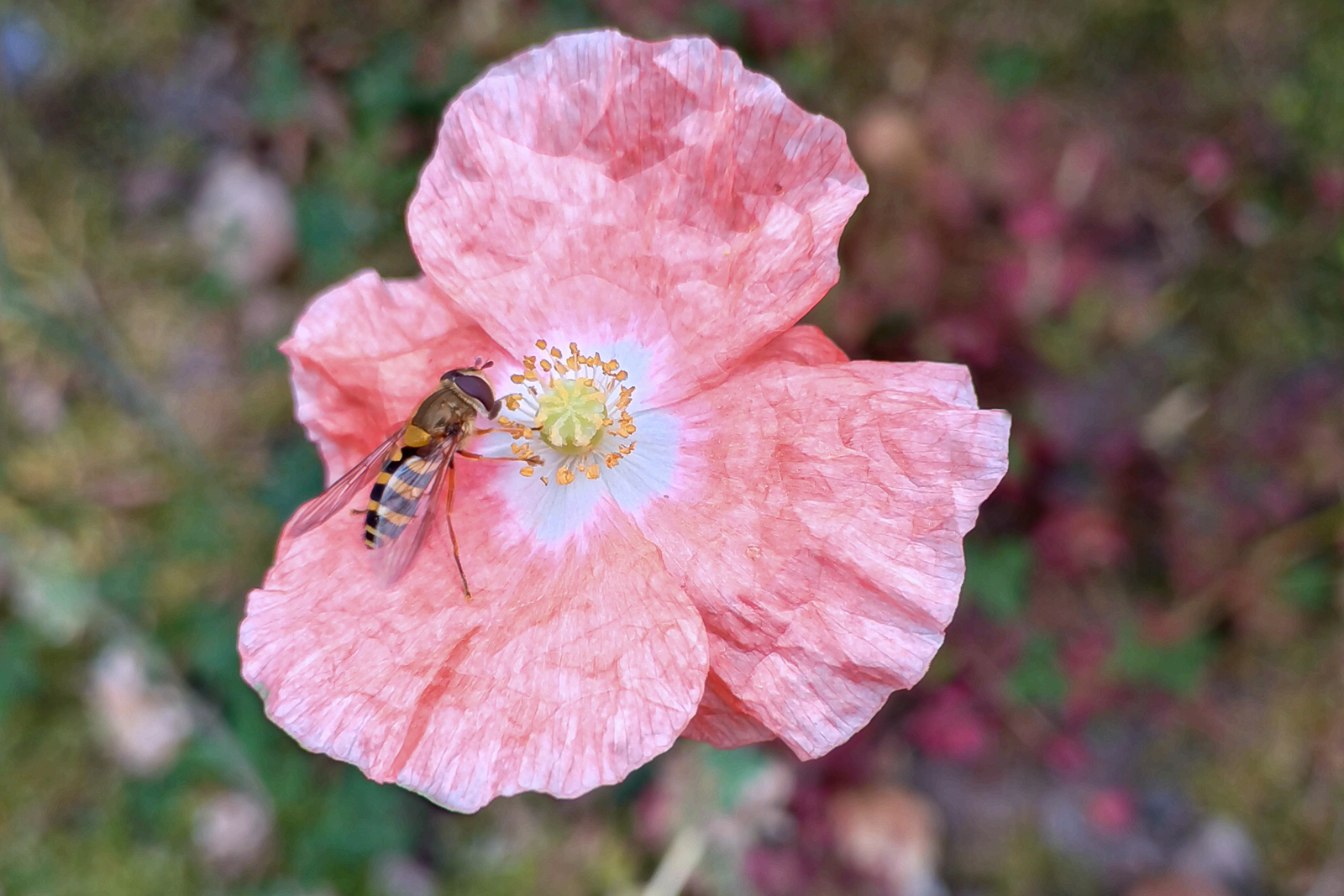 Bronze - Hoverfly on a Pink Poppy - Jasmine Jefferies