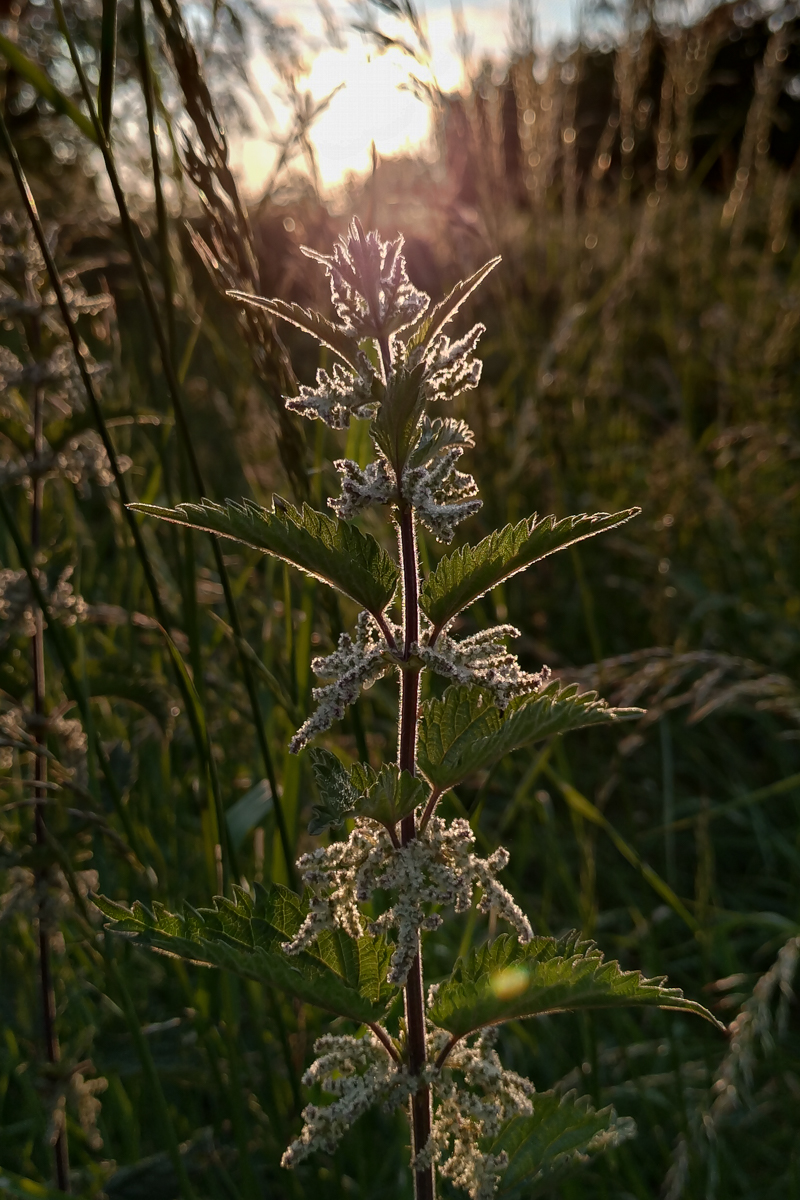 Bronze - Stinging Nettle - Jasmine Jefferies