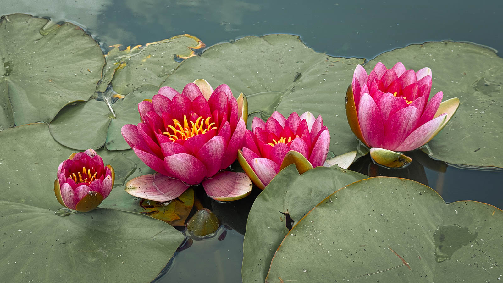 Bronze - Water Lilies - Derek Robbins