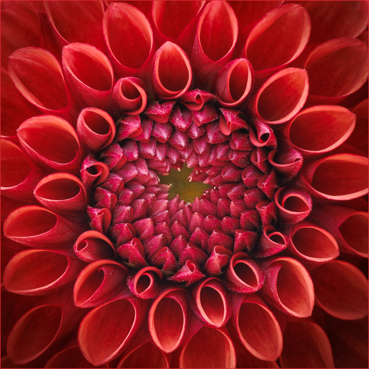 Gold - Red Dahlia - Tim Pindar