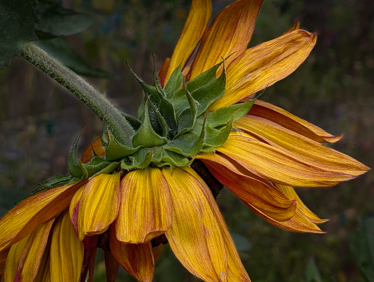 Silver - Underneath the Sunflower - Mandy Broadbridge