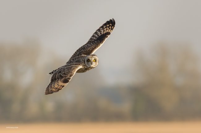 Short Eared Owl Short Eared Owl