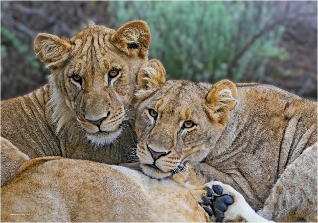 Lionesses at rest Lionesses at rest