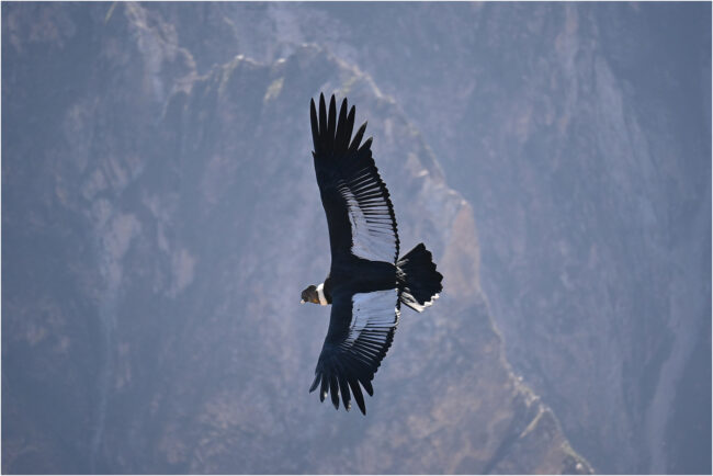 Winner - Andean Condor - David White