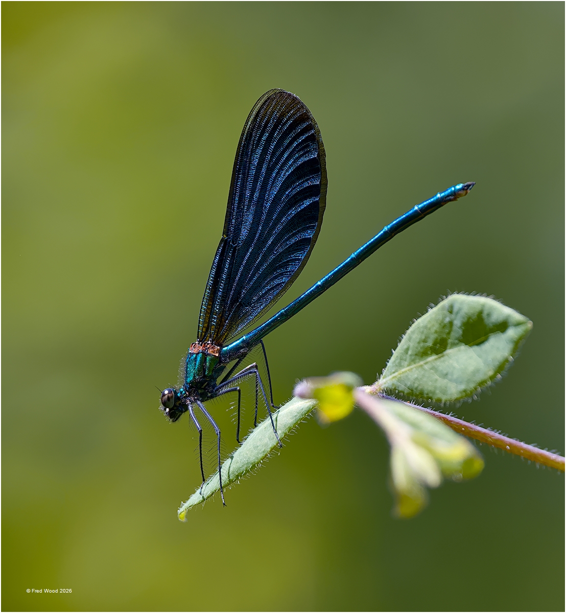 Bronze-Blue Demoiselle-David Wood Bronze-Blue Demoiselle-David Wood
