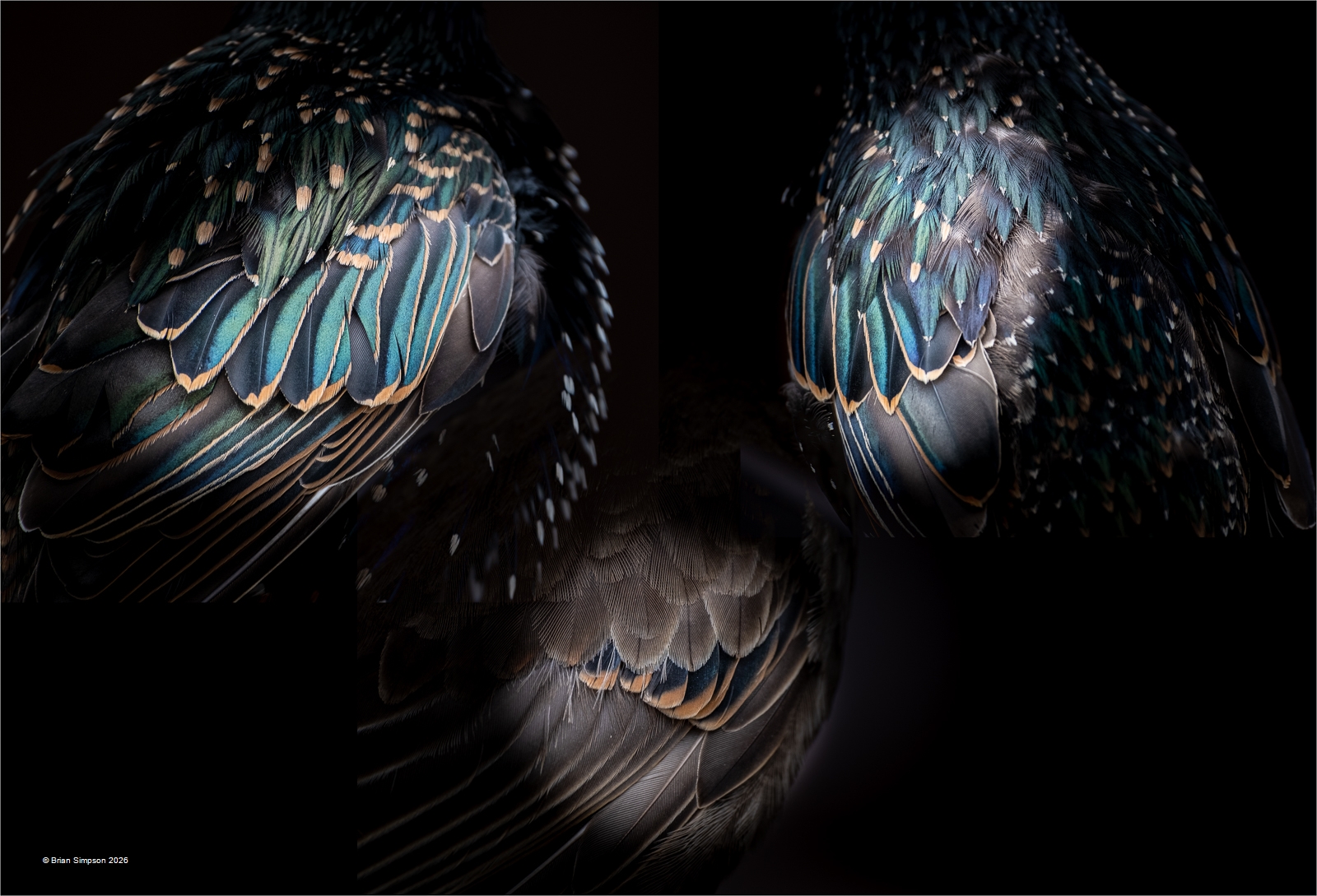 Bronze-Starling Feathers-Brian Simpson Bronze-Starling Feathers-Brian Simpson