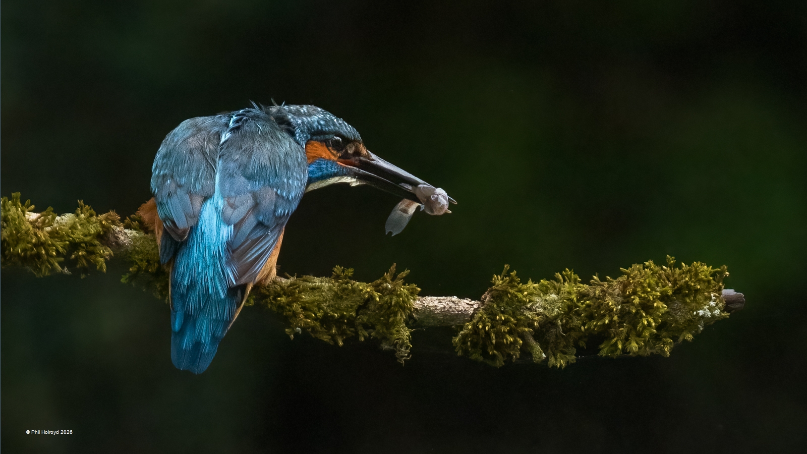 Gold-Kingfisher-Phil Holroyd Gold-Kingfisher-Phil Holroyd