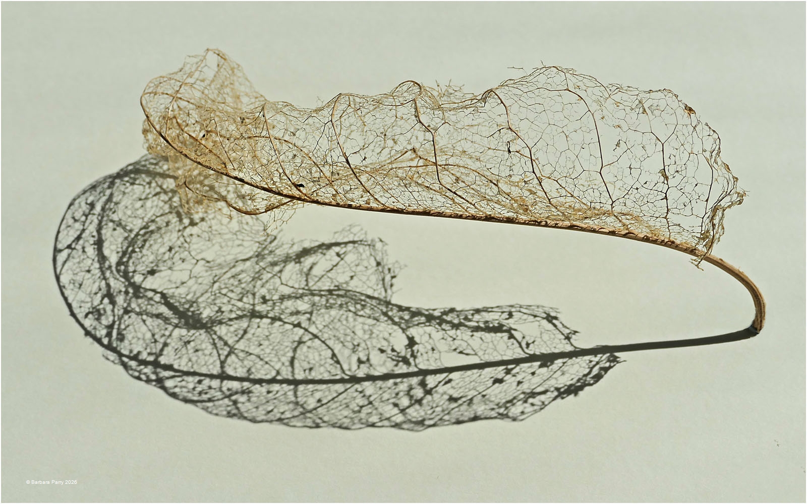 Skeleton Leaf Skeleton Leaf
