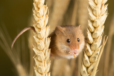 John Shaw - Harvest Mouse - Highly Commended