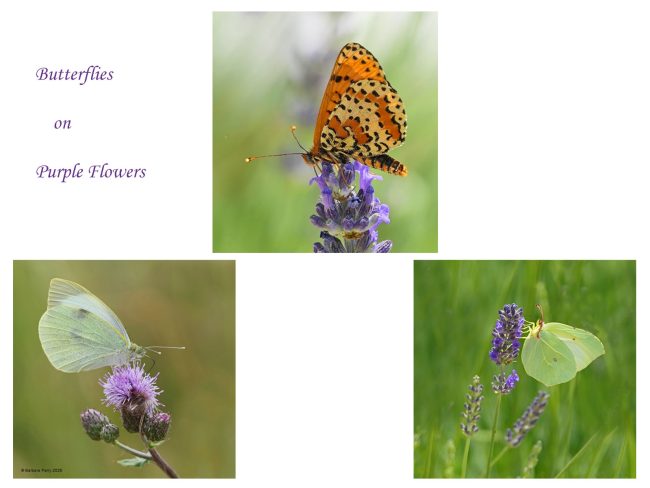 Butterflies on Purple Flowers
