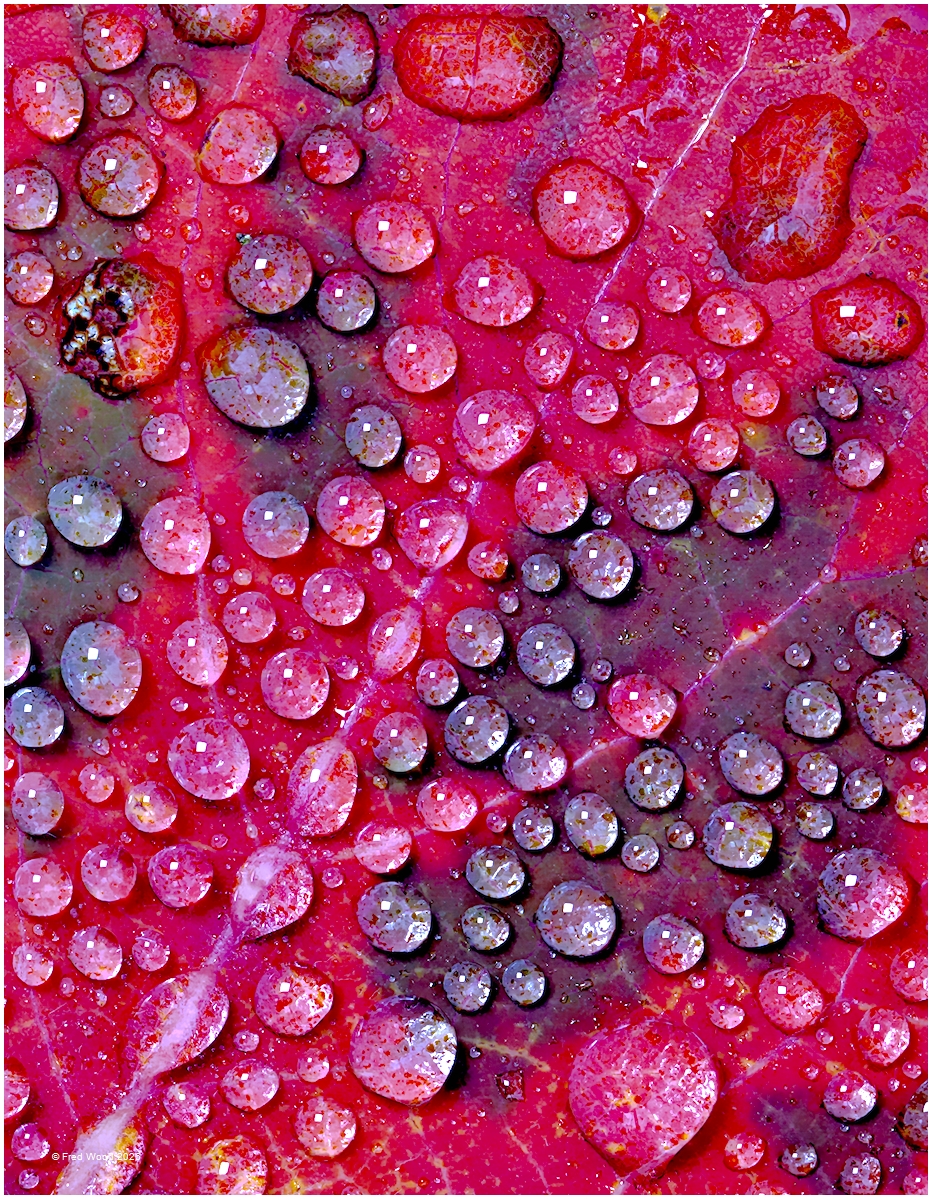 Droplets on a Red Leaf