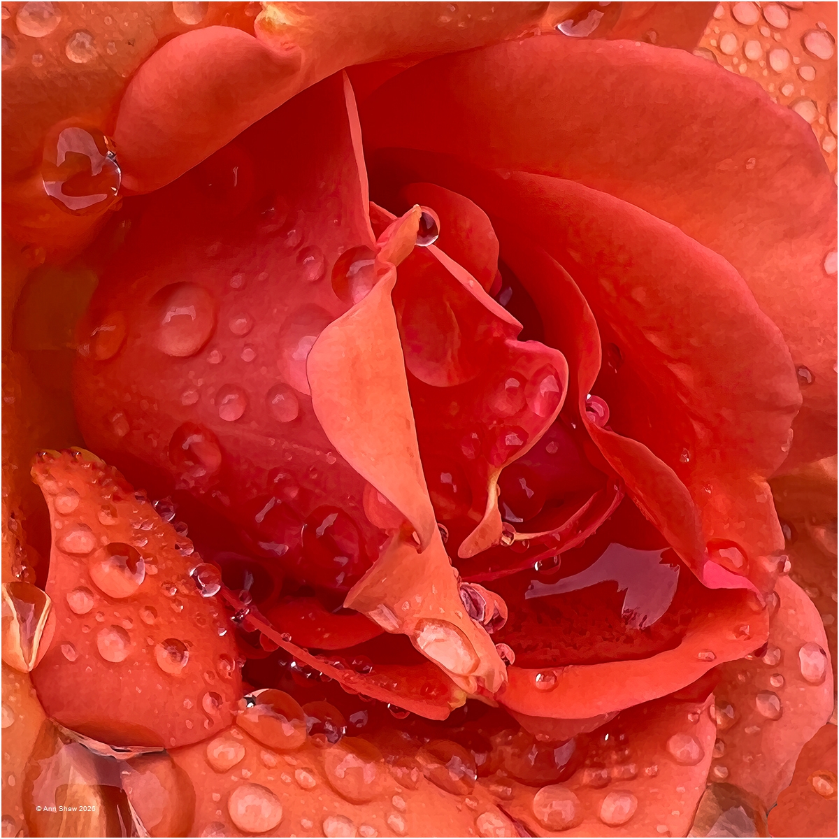 Raindrops on Rose