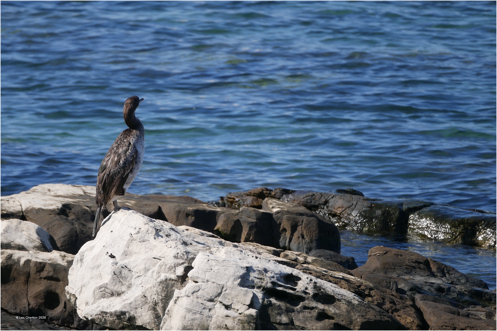 Cormorant